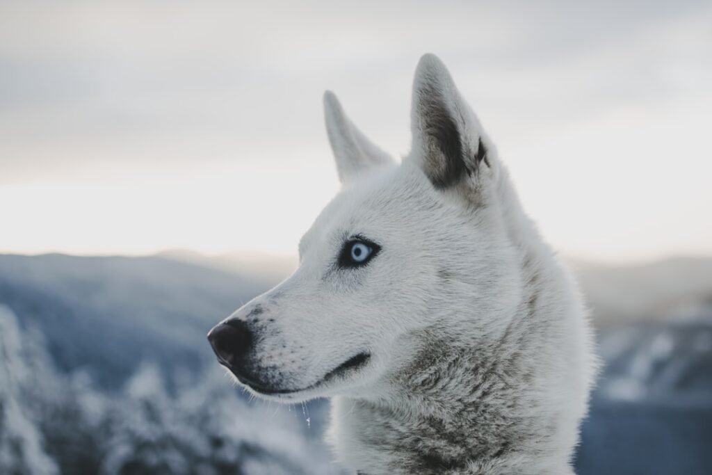 Photo Husky dogs