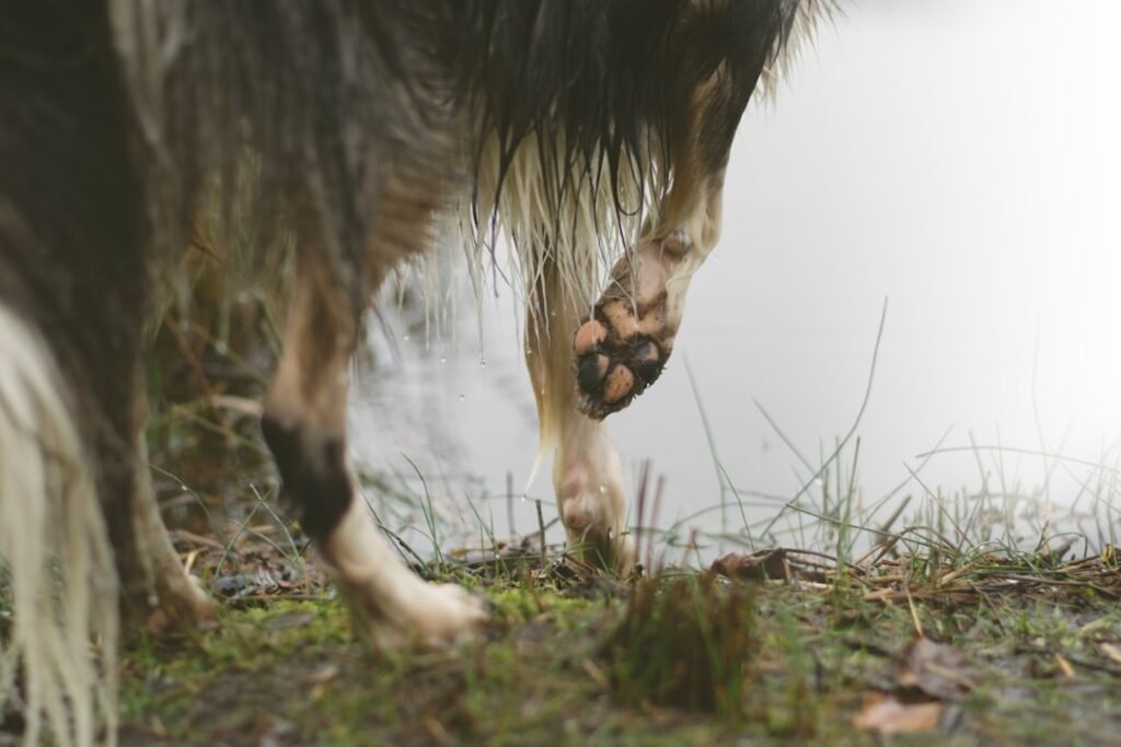 Photo Norwegian moose dog: Canine, Moose