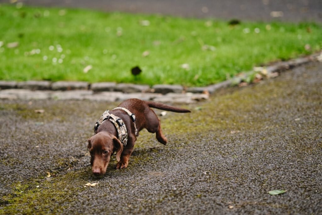 Photo Dog breed