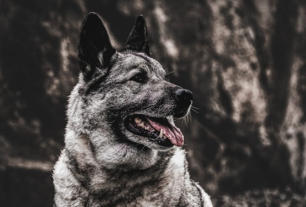 Photo Dog, Norwegian Elkhound