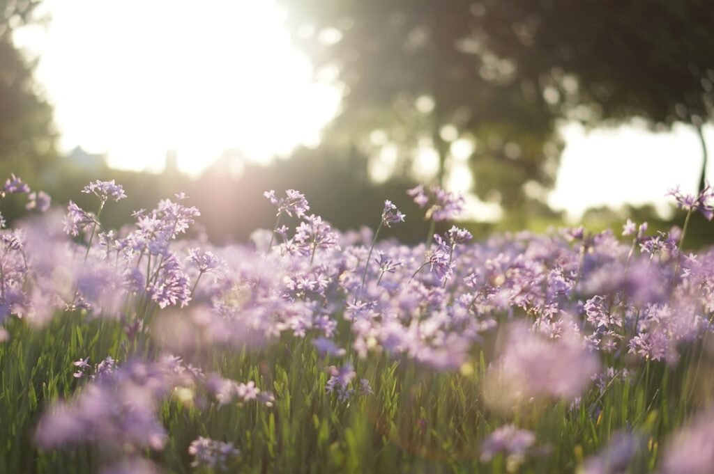 Photo Flowers, Trees