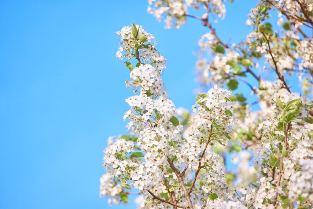 Photo Flowers, Trees
