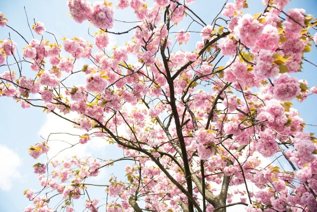 Photo Flowers, Trees