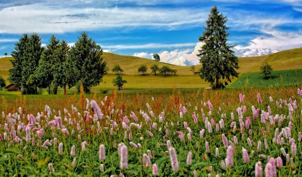 Photo Flowers, Trees