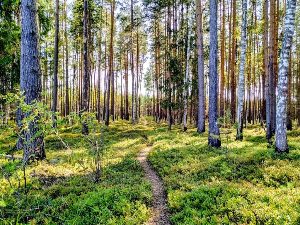 Photo Forest trail