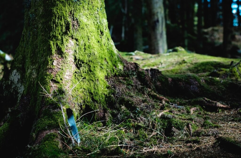 Photo forest floor
