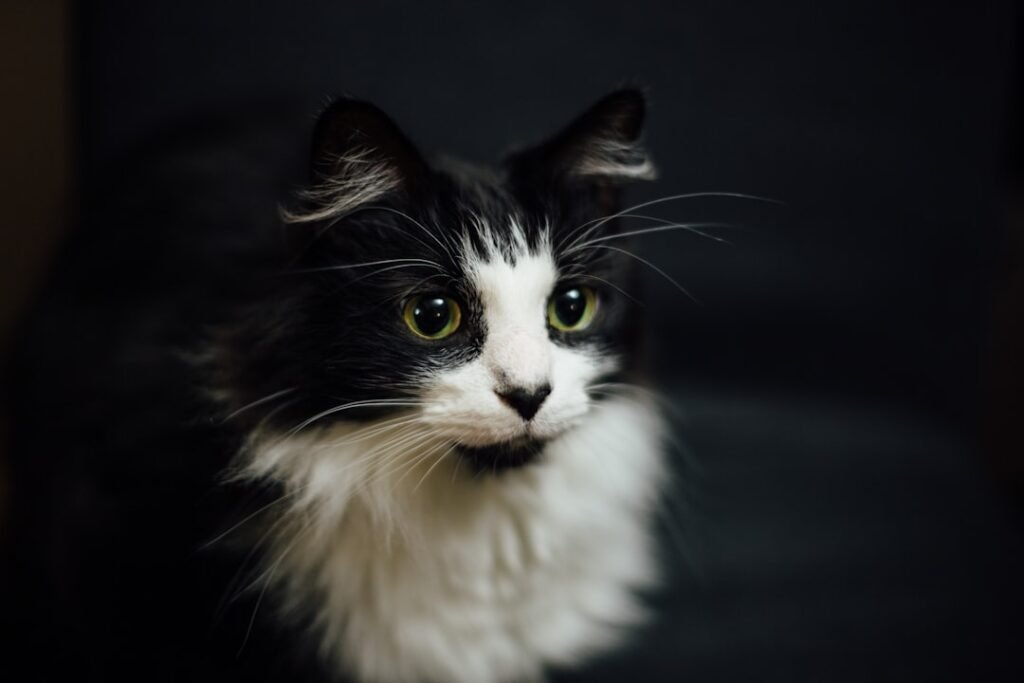 Photo Image: Cat sitting Nouns: Cat, Norwegian forest