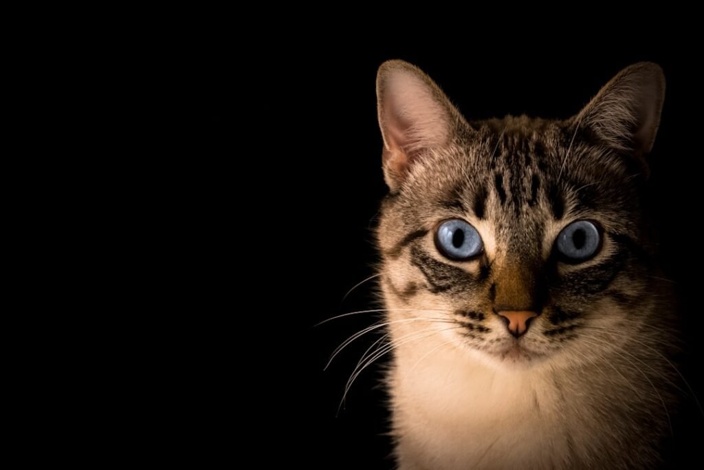 Photo Norwegian forest cat: Fluffy cat