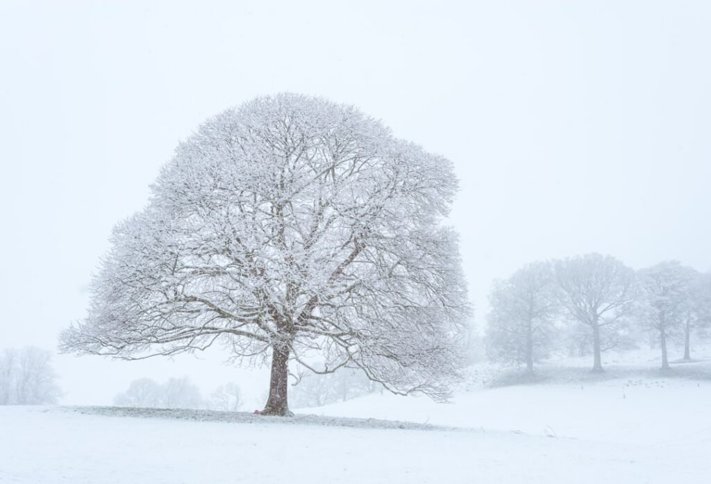 Photo Snowy landscape