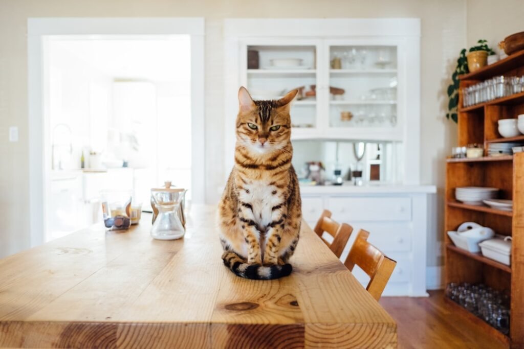 Photo Image: Furry Cat