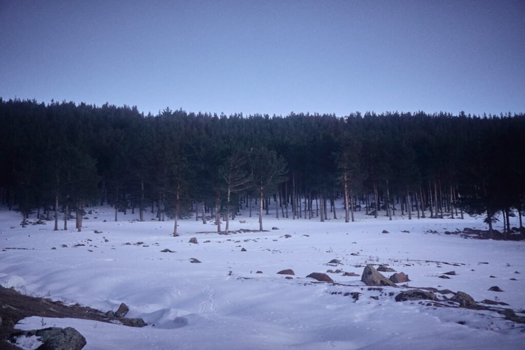 Photo forest, climate change