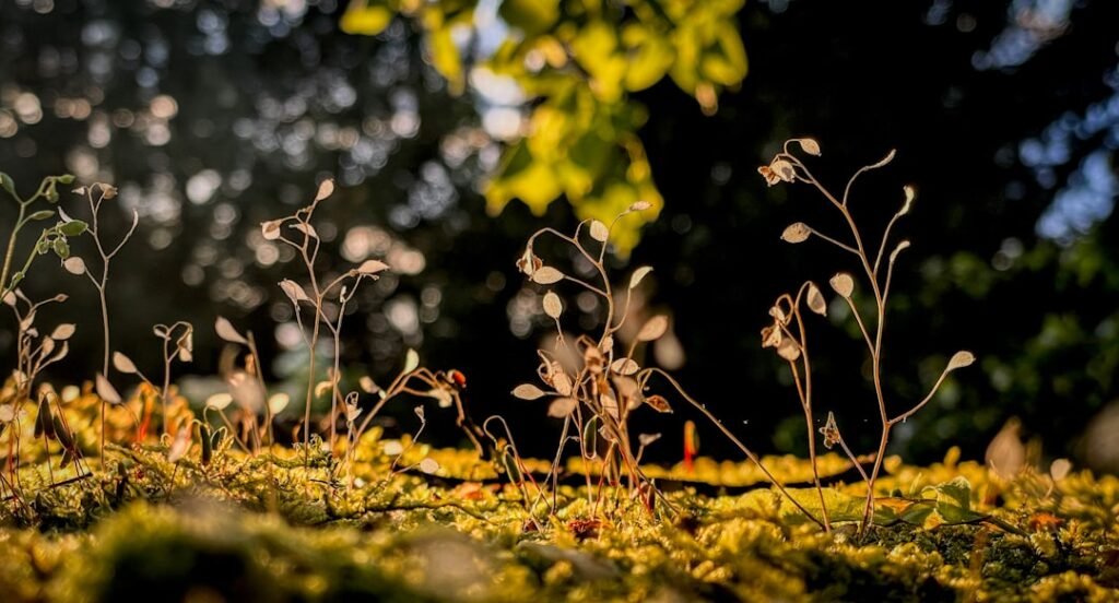 Photo Forest ecosystem