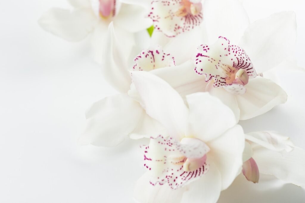 Photo Gratitude: Flowers