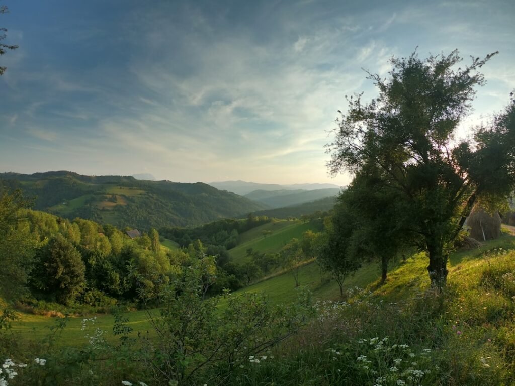 Photo Forest landscape