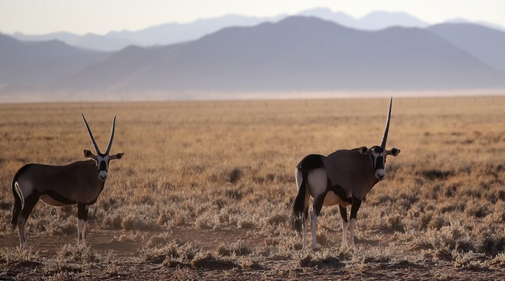 Photo Norse mythology: Thor, Odin