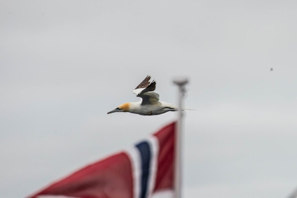 Photo Norwegian flag