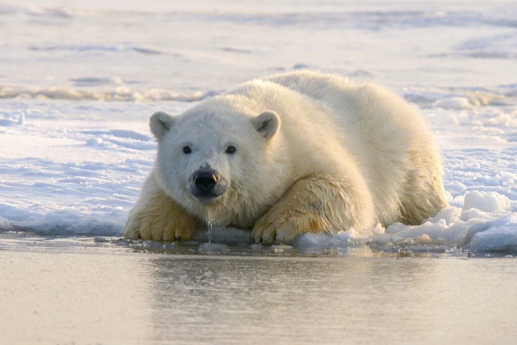 Photo Polar bear