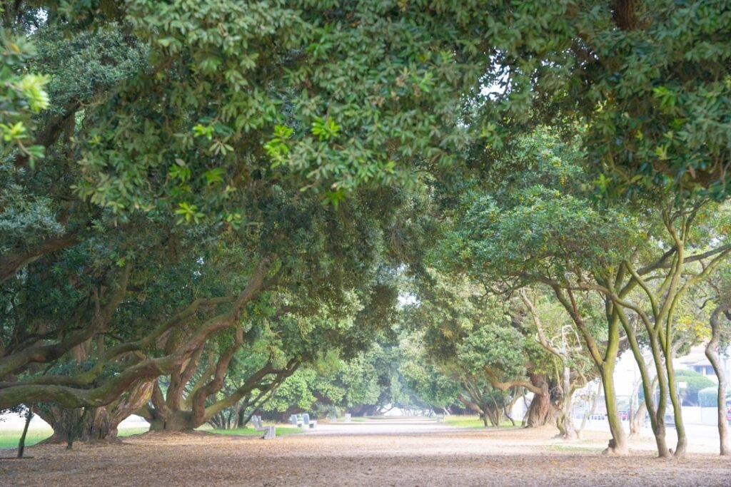 Photo Ancient trees
