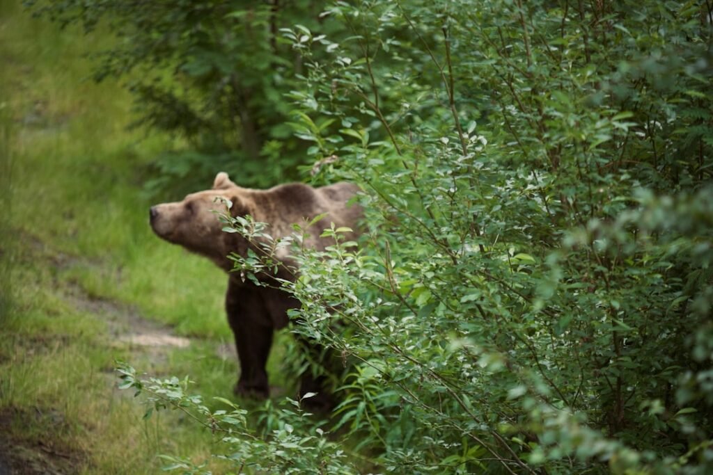 Photo Wildlife in Norway