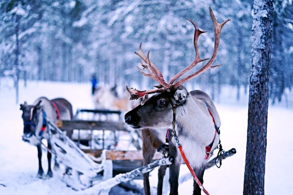 Photo Sami reindeer