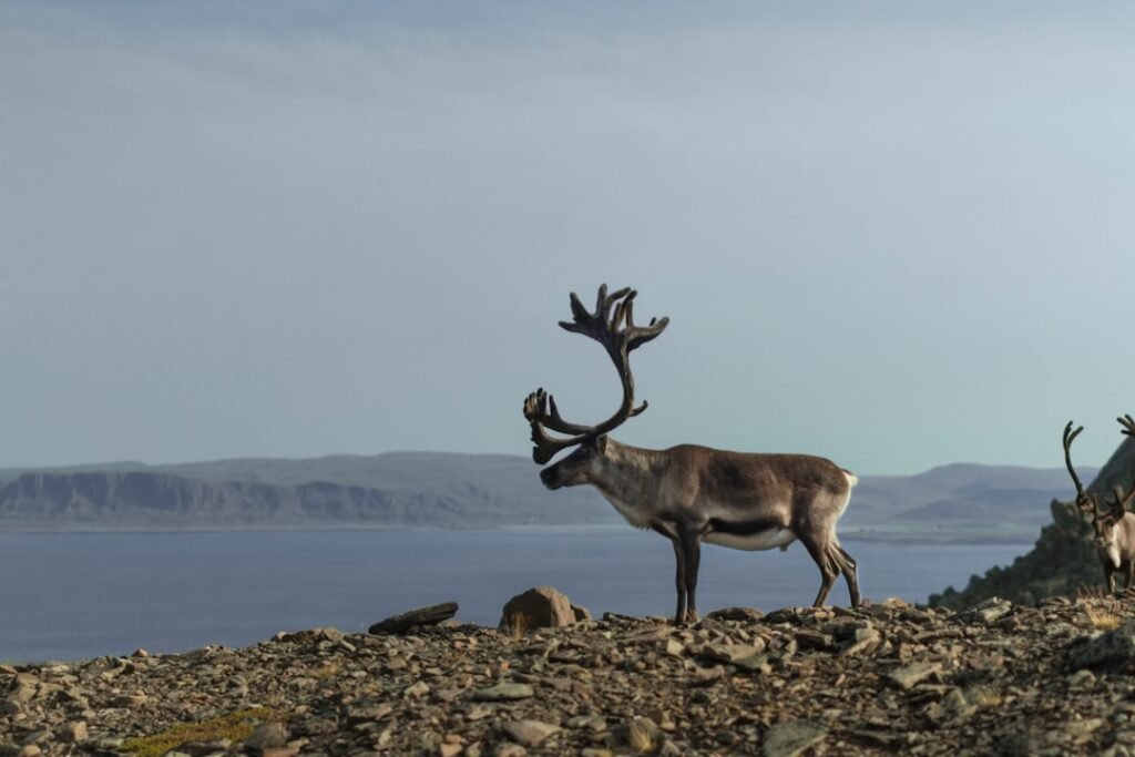 Photo Wild reindeer
