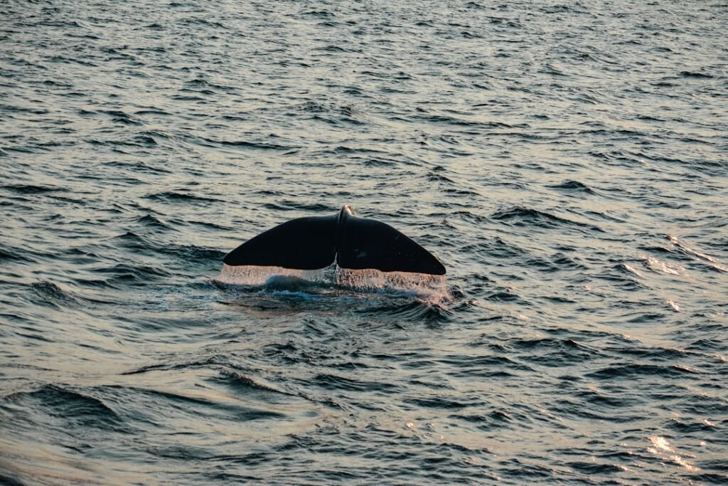 Photo Whale watching