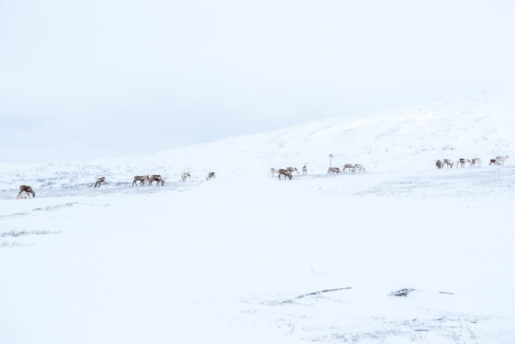 Photo Sami reindeer herder
