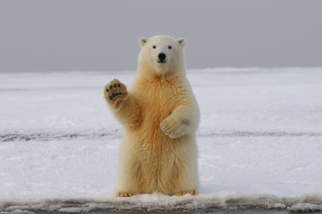 Photo Polar bear