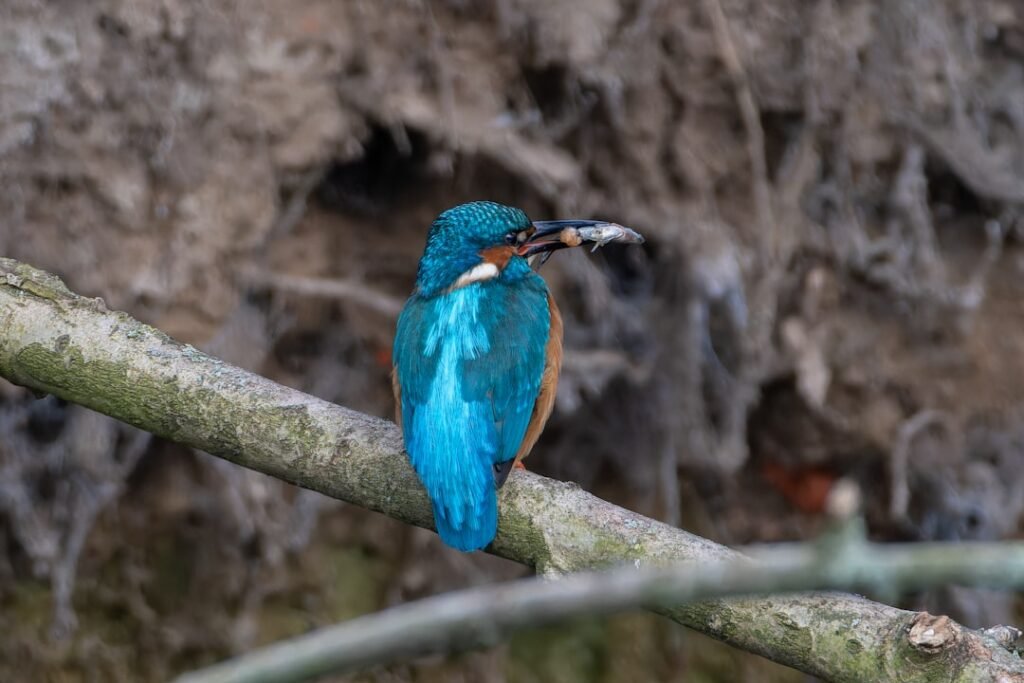 Photo Birdwatching hotspot