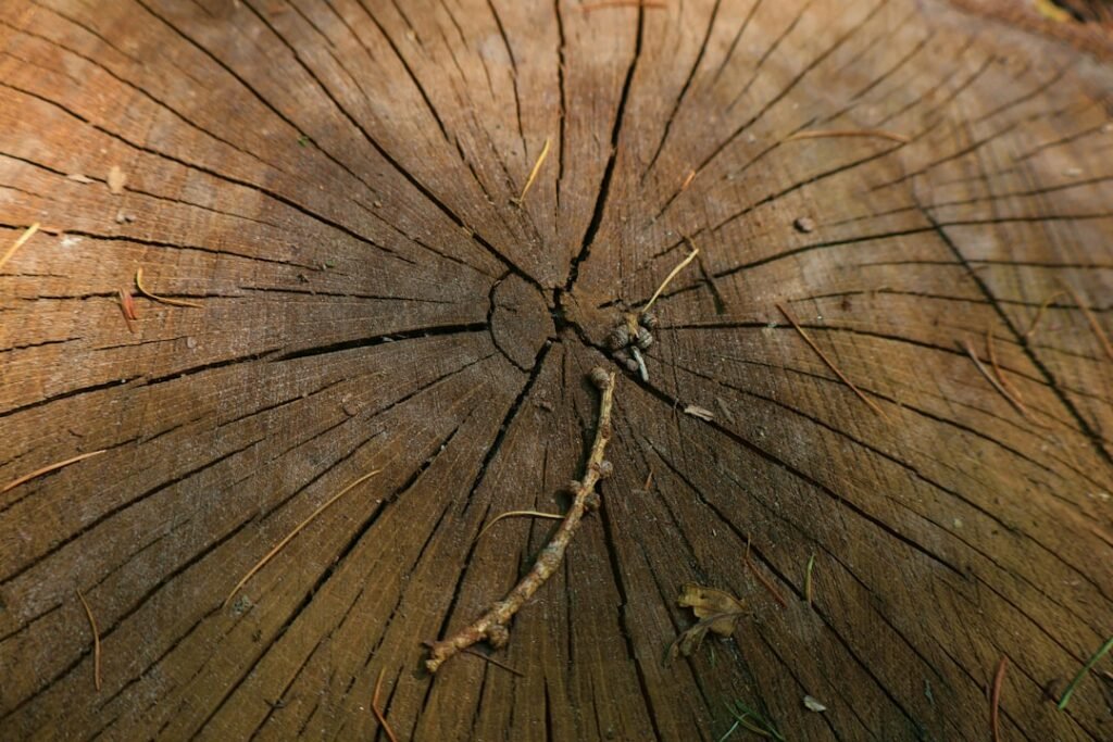 Photo Tree rings