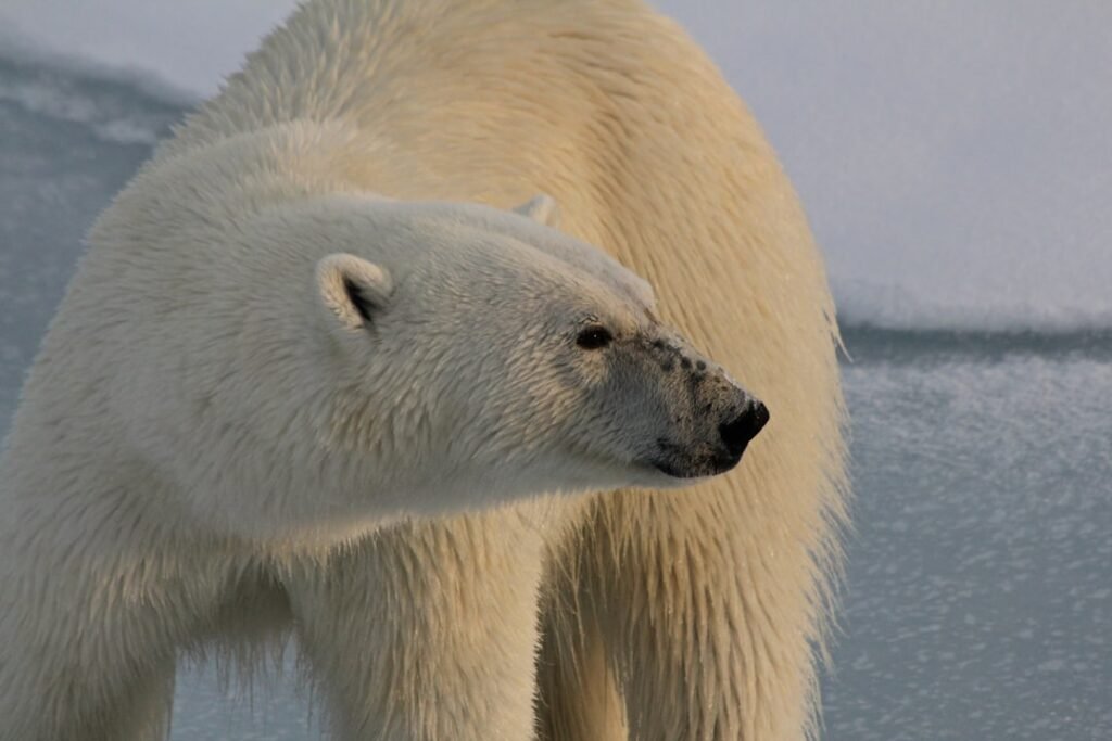 Photo Polar bear