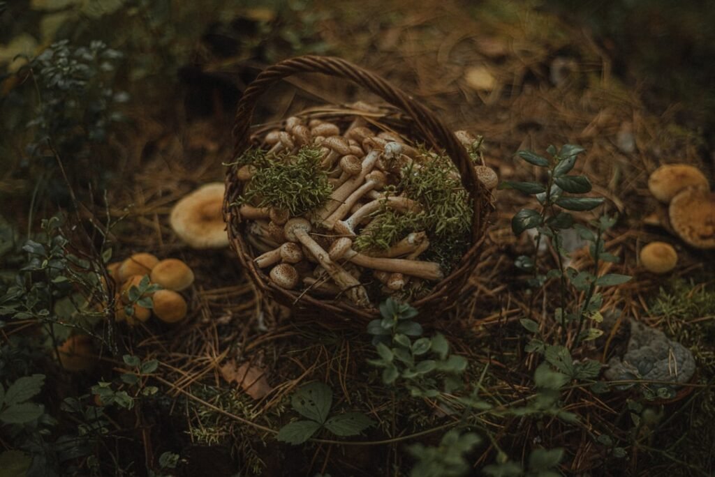 Photo Forage basket