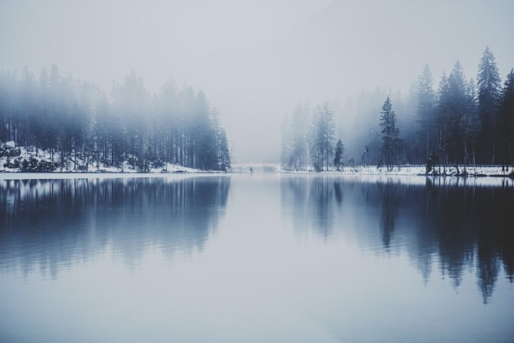 Photo Snow-covered forest