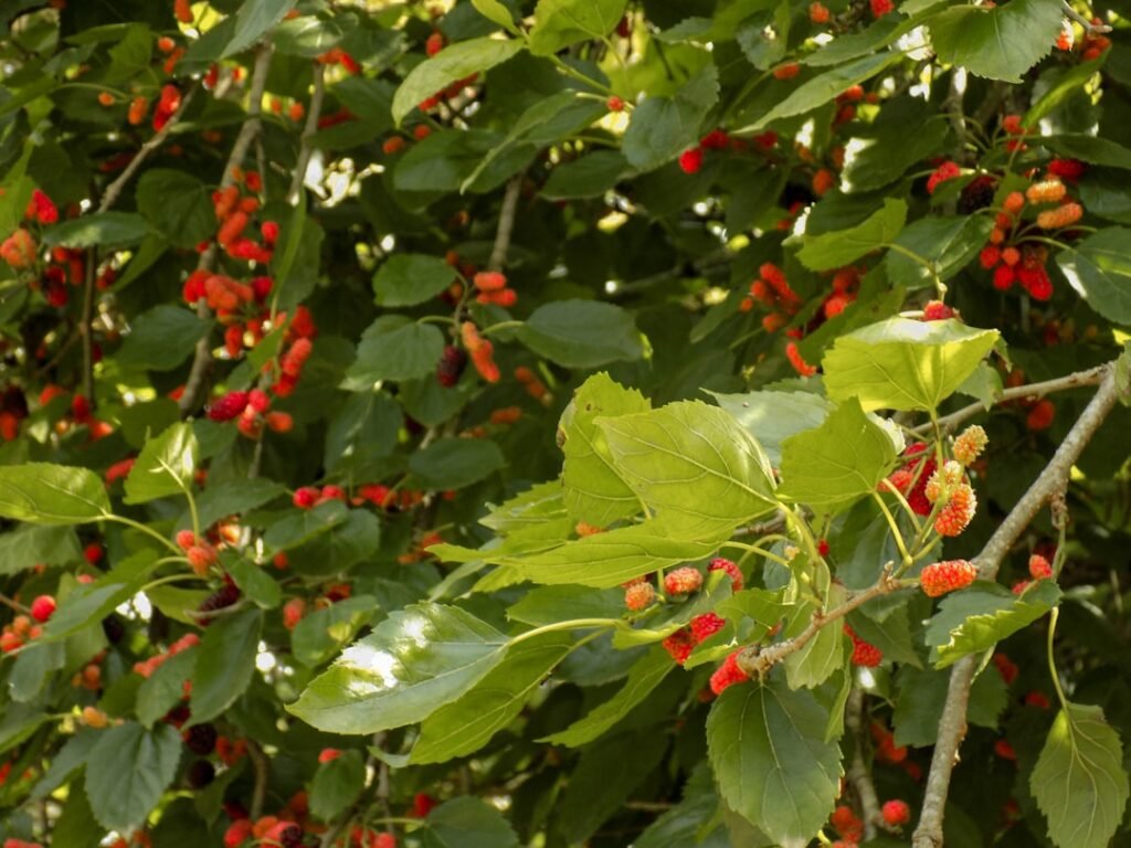 Photo Berry picking