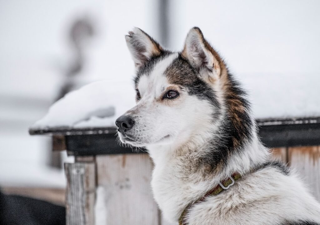 Photo Svalbard