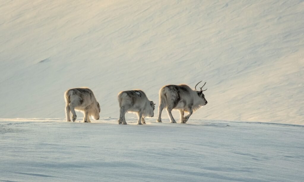 Photo Svalbard