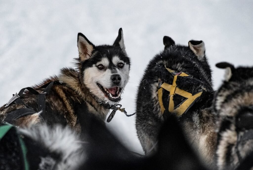 Photo Svalbard
