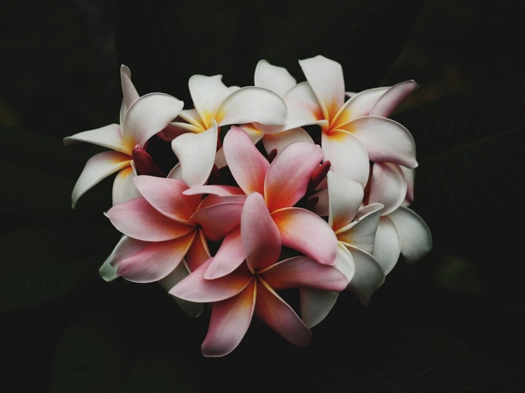 Photo Tropical flowers